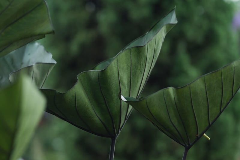 Caladiums