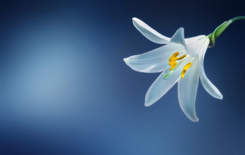 Peace Lilies