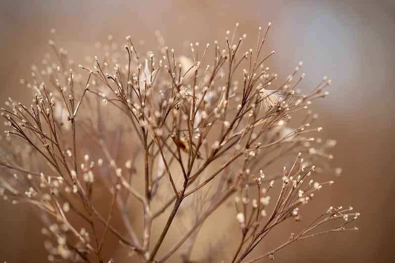 Garden Plants