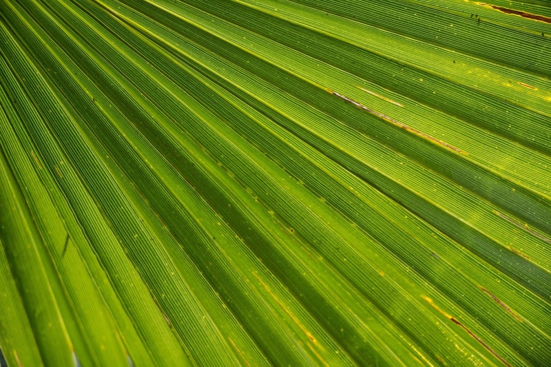 Yucca